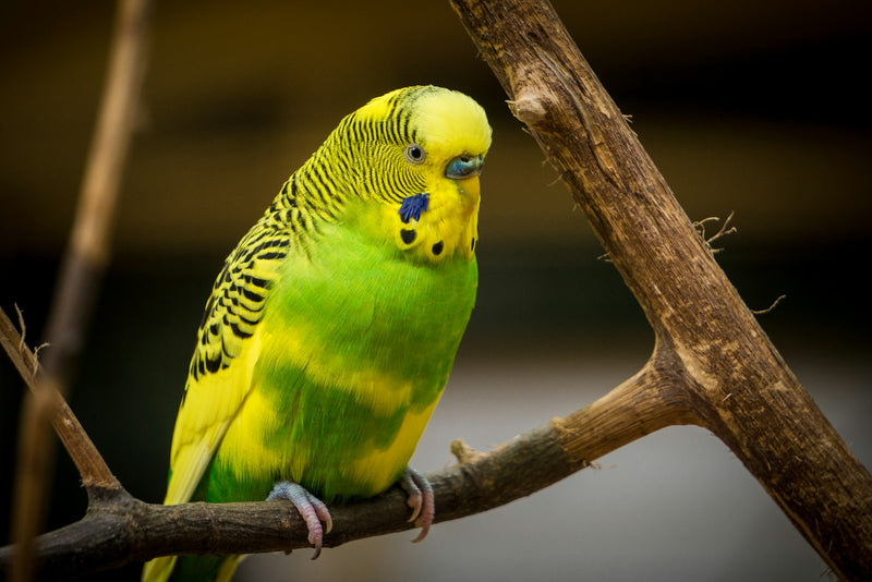 Sortir son oiseau de sa cage en sécurité : le guide complet