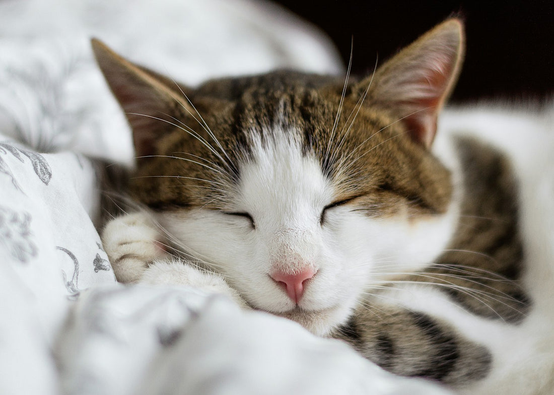Chat pres de sa gamelle