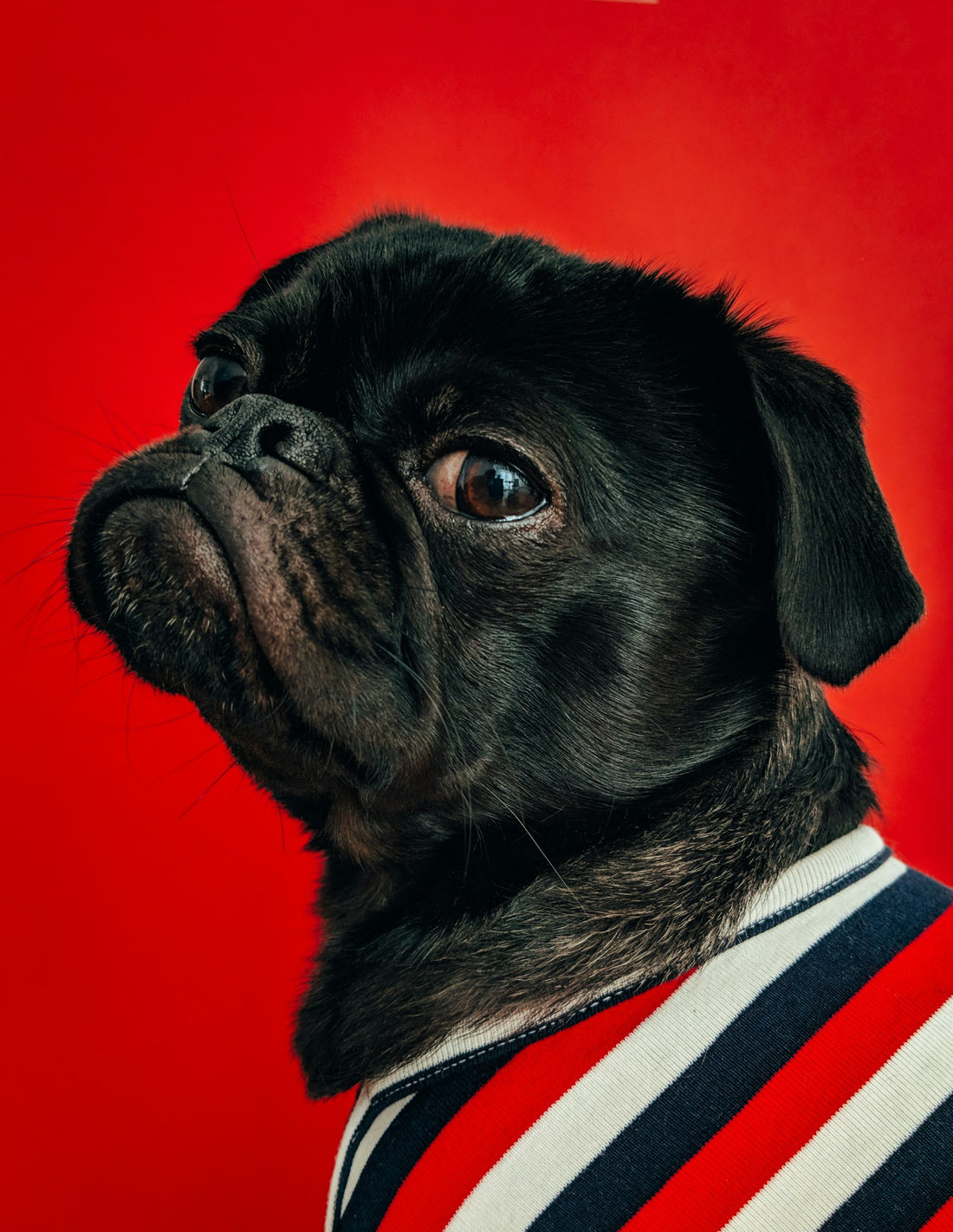 Chien léchant doucement la main de son humain