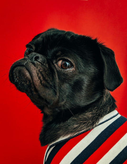 Chien léchant doucement la main de son humain