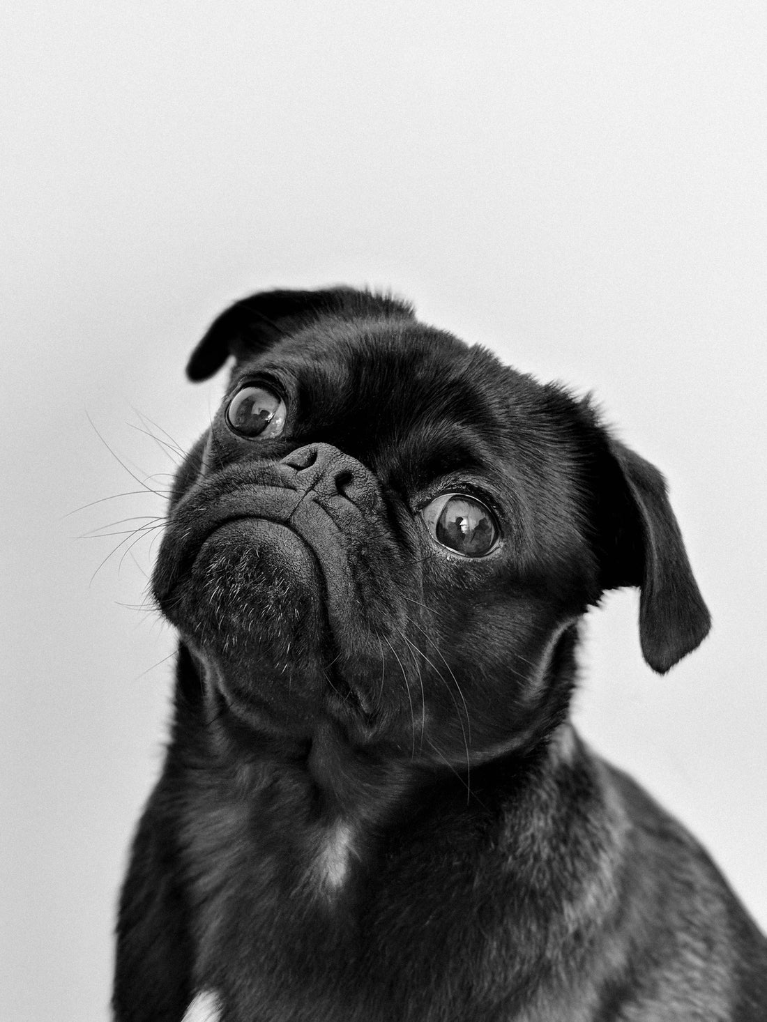 Chien calme et serein malgré les bruits
