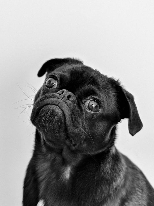 Chien calme et serein malgré les bruits