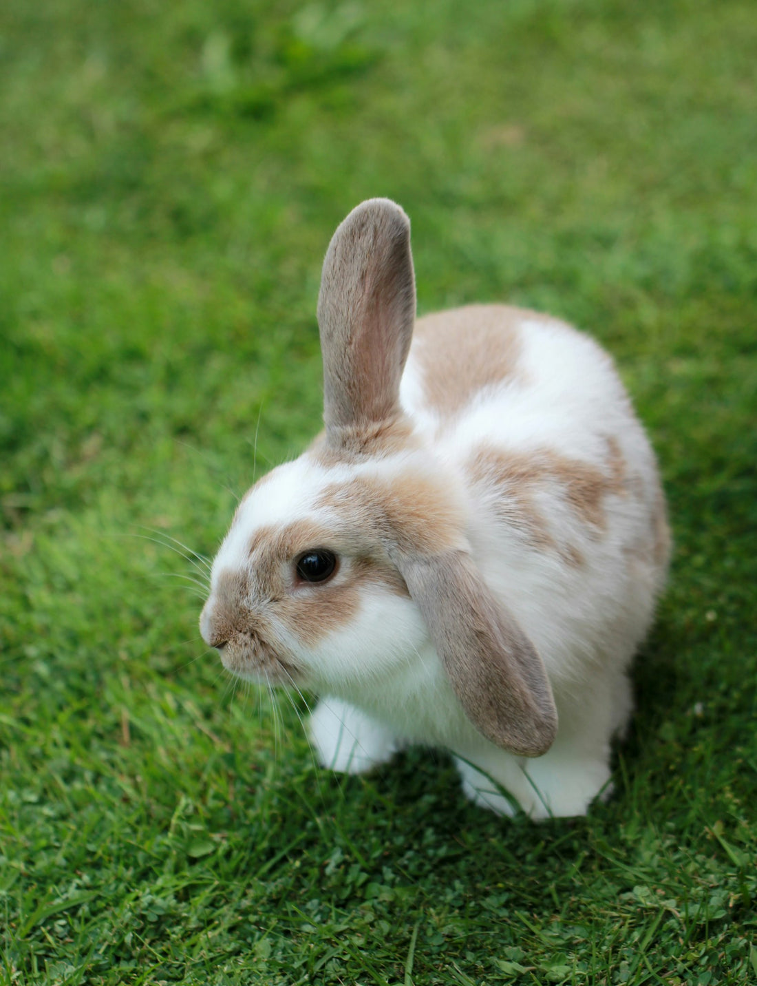 Lapin paisible — éviter les erreurs débutant