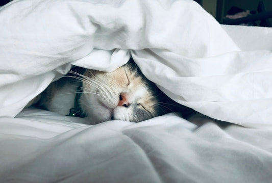 Chat blotti et serein en train de ronronner
