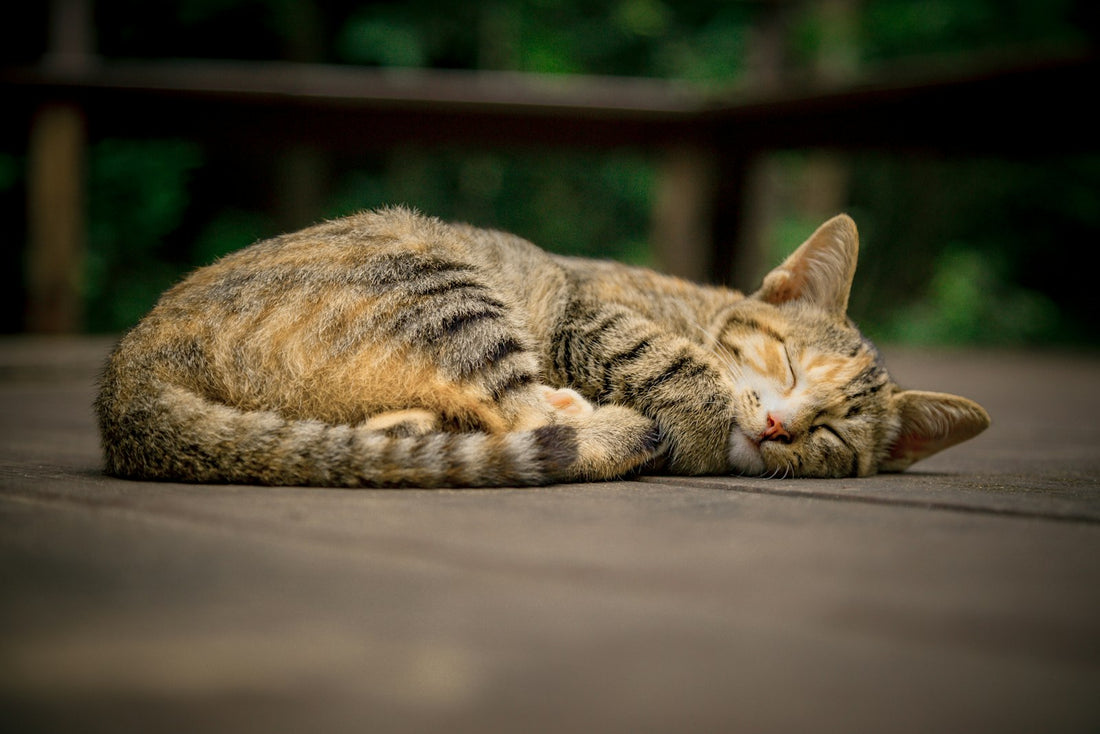 Chat au pelage soigné pendant la mue de printemps