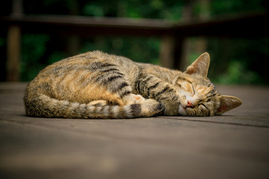Chat mefiant