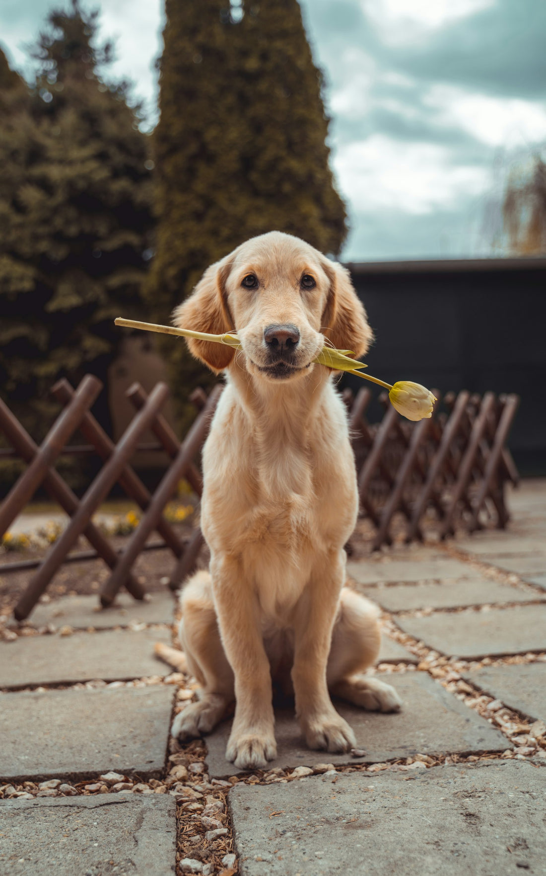 Chiot attentif — apprentissage de la propreté