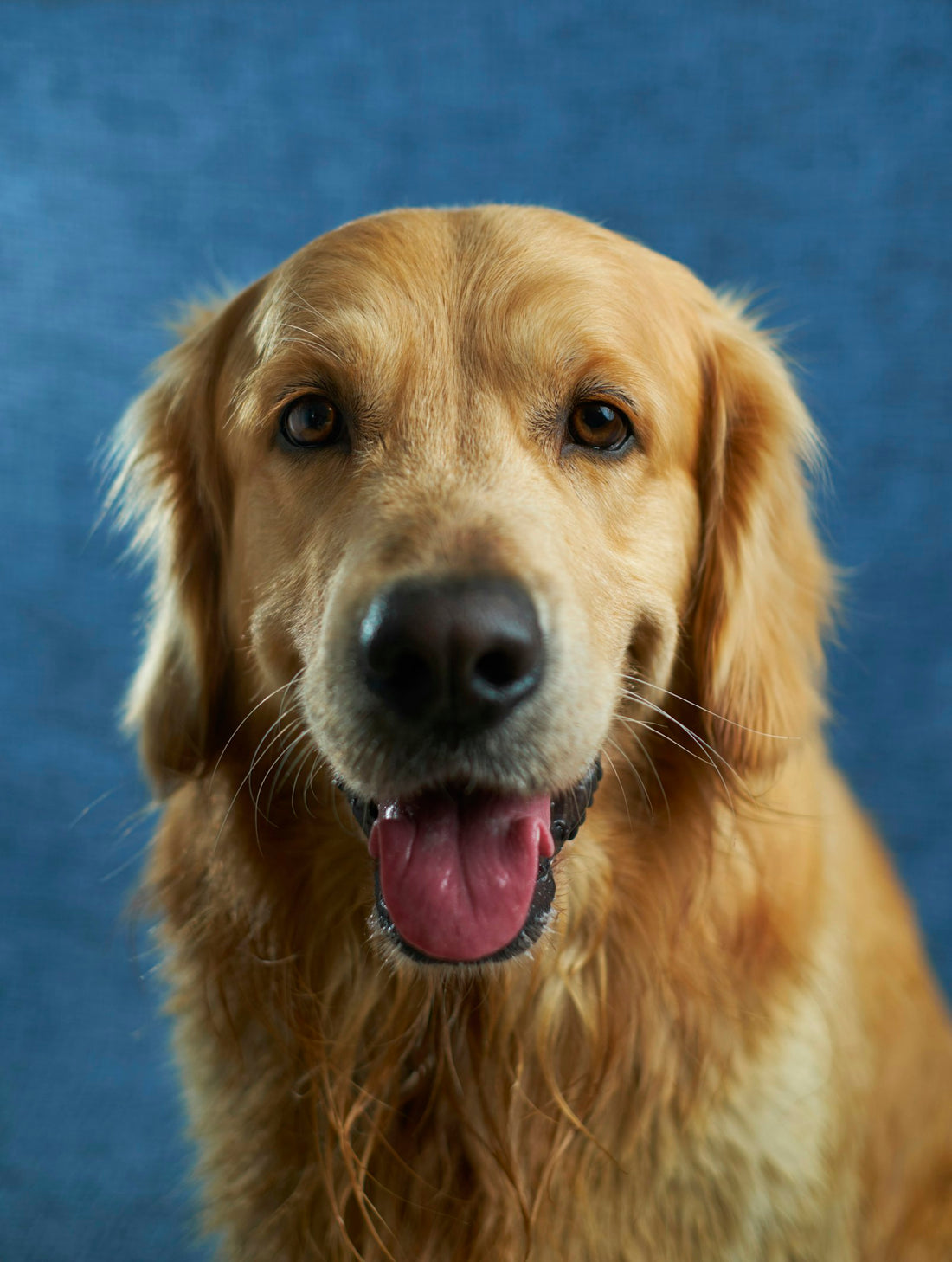 Chien et propriétaire — budget réel mensuel