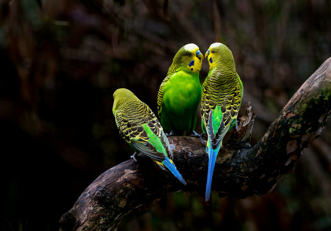 Oiseau de cage en bonne sante