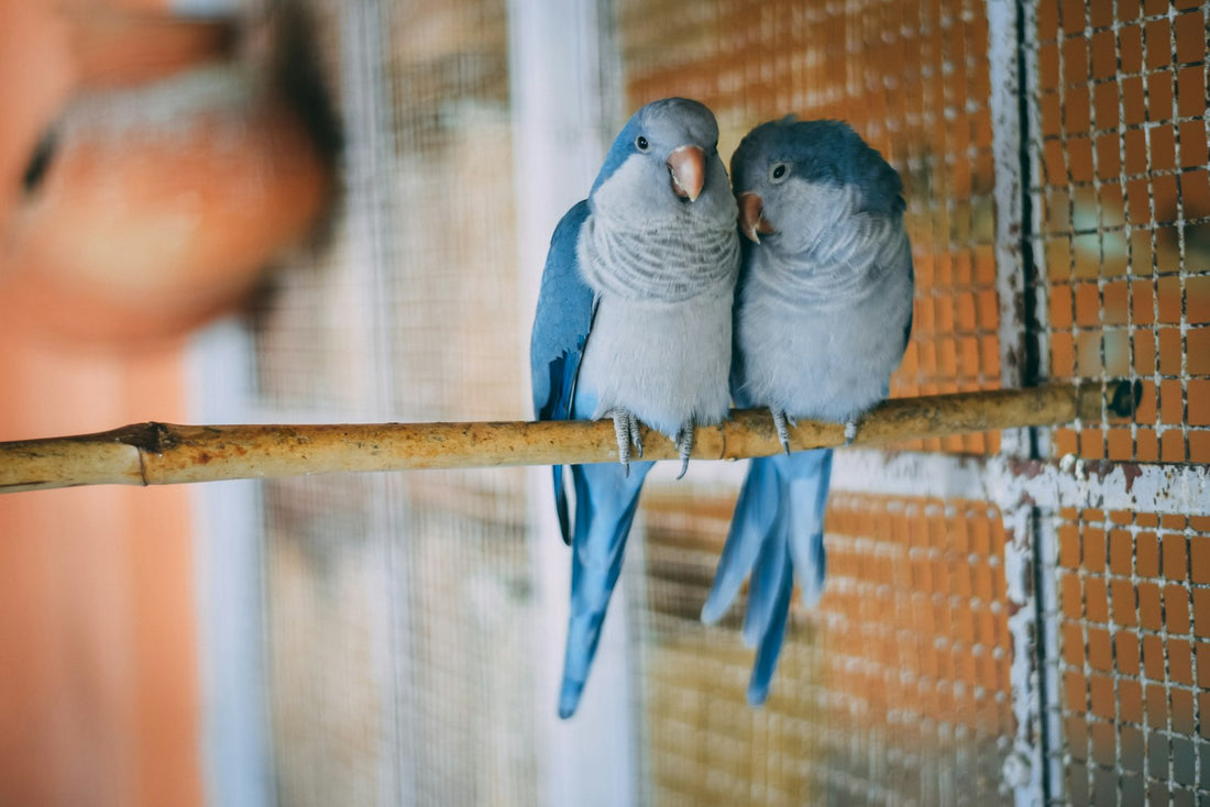 Oiseau au plumage soigné — santé du plumage