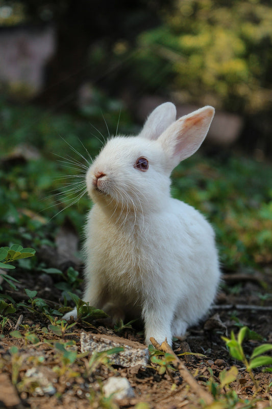 Lapin nain mangeant — alimentation équilibrée