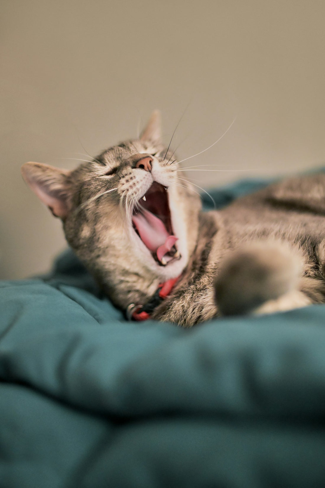 Chat éveillé la nuit — décoder les miaulements