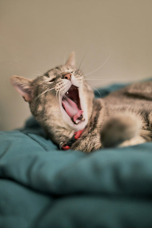Chat éveillé la nuit — décoder les miaulements