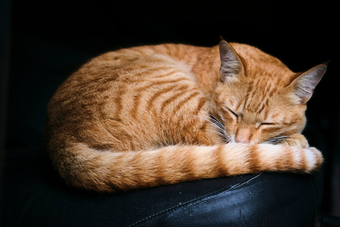 Chat dans un interieur propre