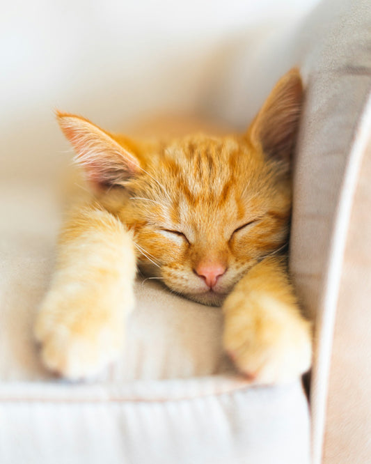 Chat près de son griffoir
