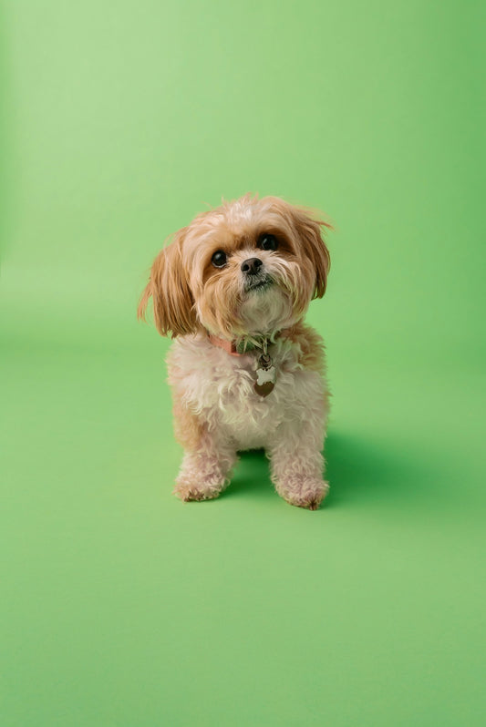 Chien expressif — comprendre les aboiements