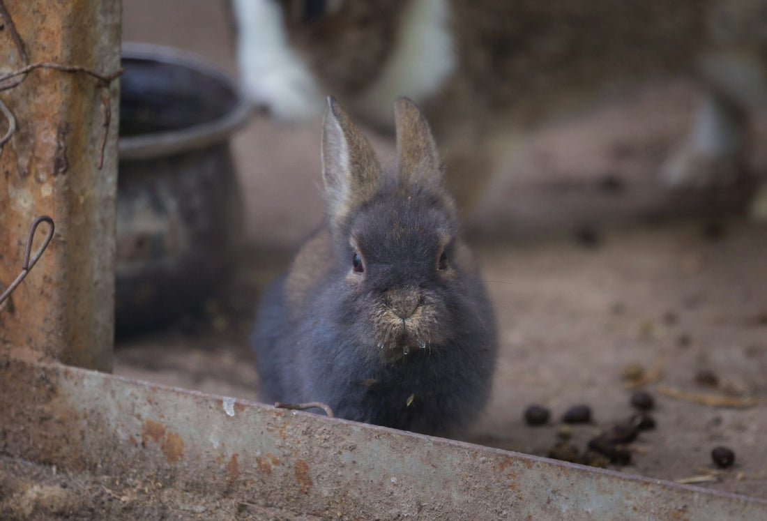 Lapin mangeant du foin