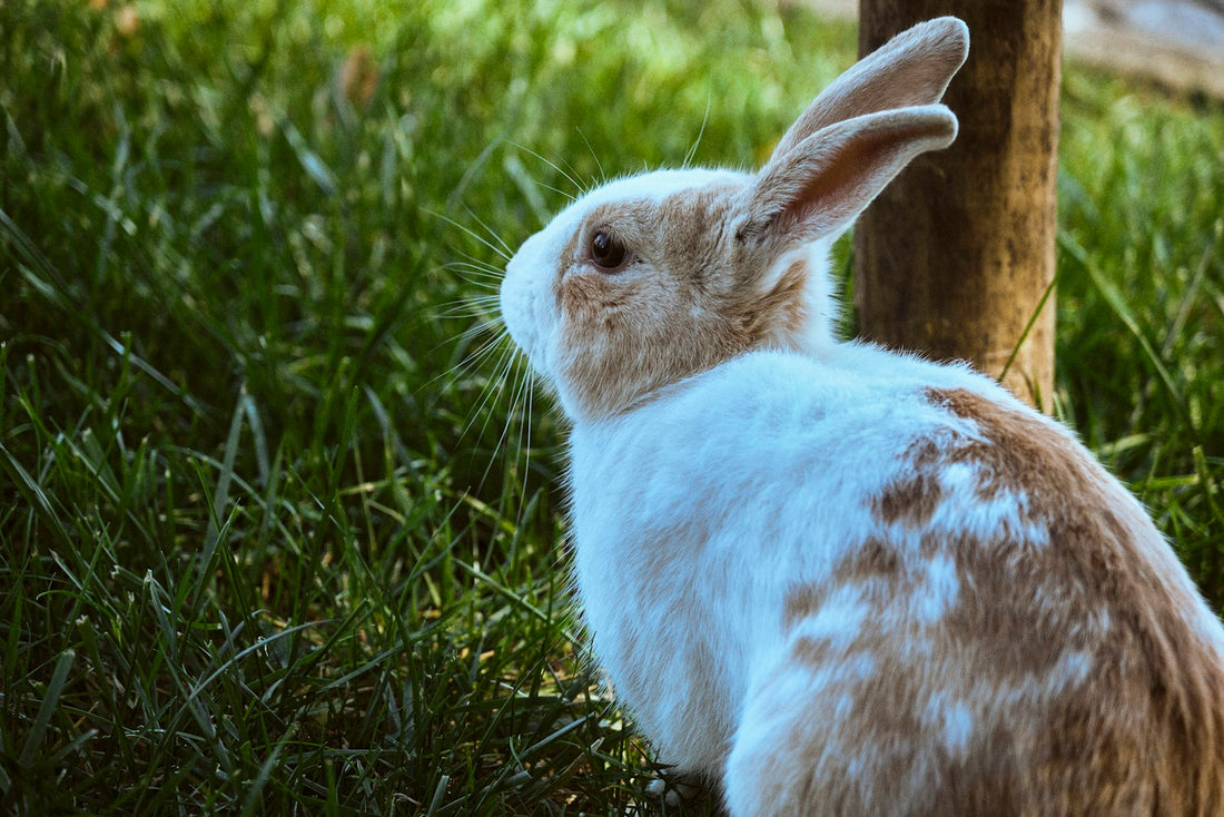 Lapin et legumes frais