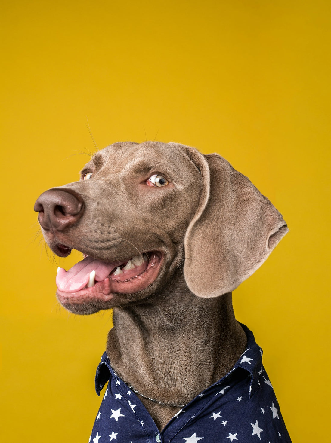 Chiot curieux decouvrant le monde