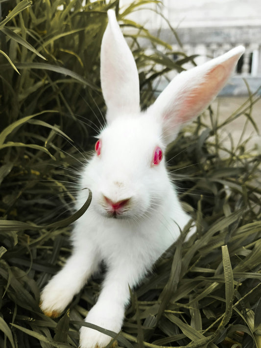 Lapin dans son espace de vie aménagé