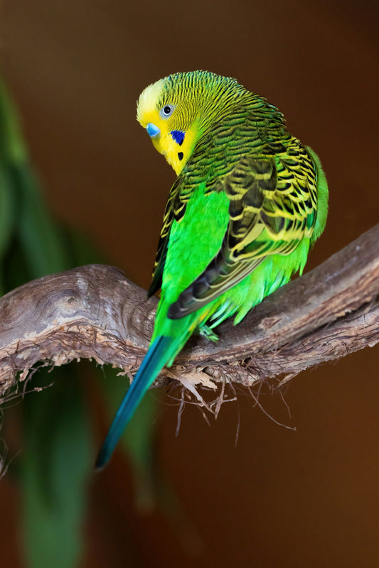 Oiseau qui se baigne — hygiène du plumage