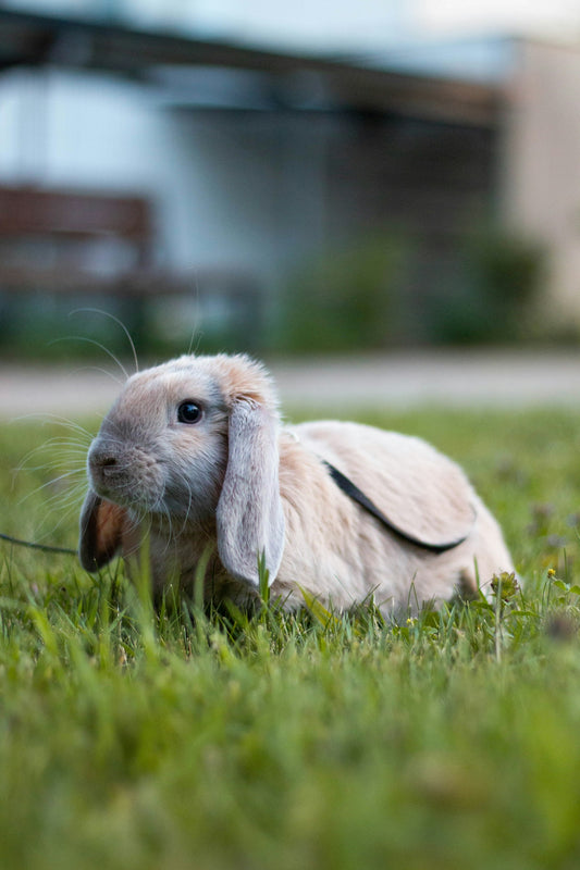 Lapin nain — guide du nouveau propriétaire