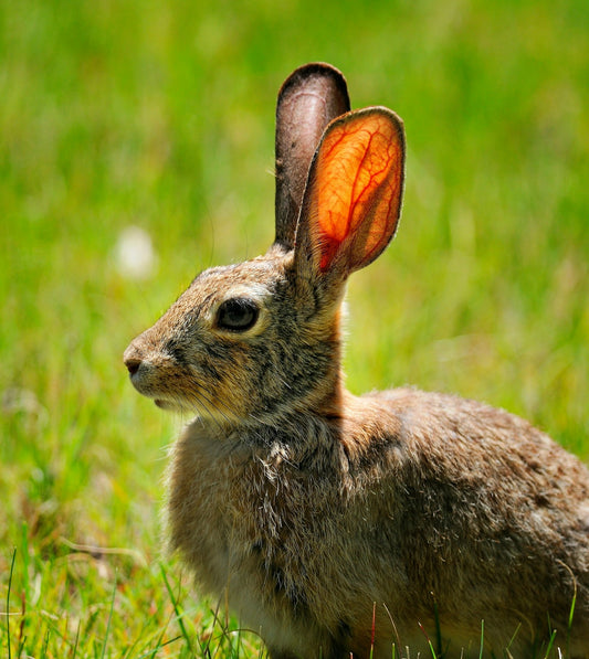 Lapin attentif — urgence santé NAC