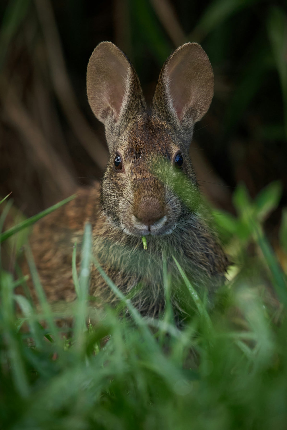 Lapin attentif — comprendre le langage corporel