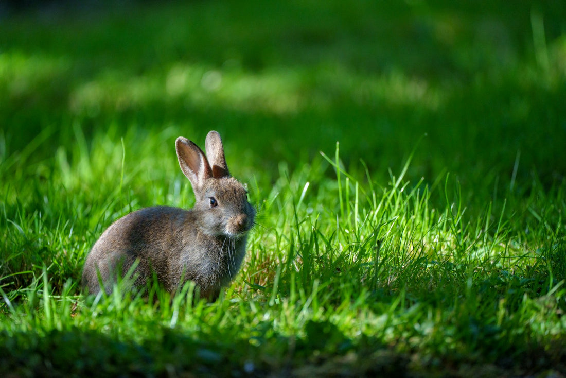Lapin attentif et expressif