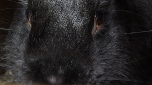 Lapin nain serein — stérilisation NAC