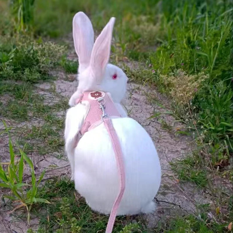 Harnais et laisse à motif pour lapin et chat