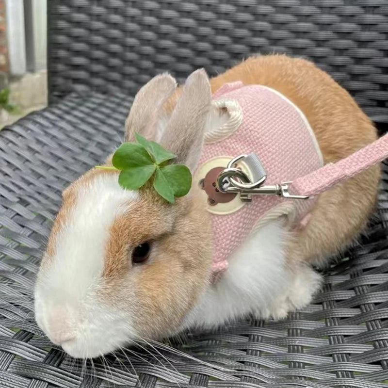 Harnais et laisse à motif pour lapin et chat