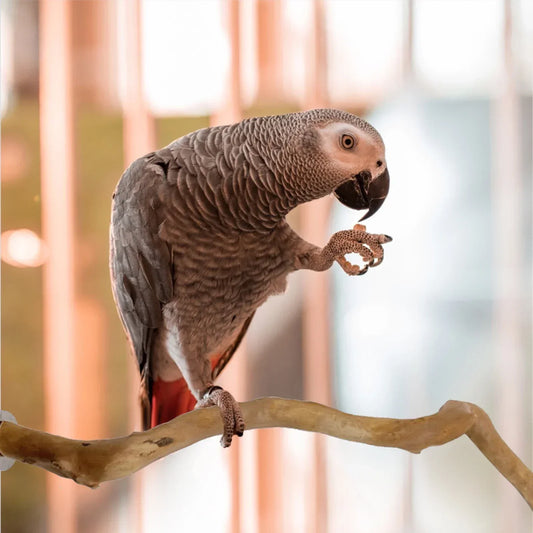 Perchoir naturel en bois pour oiseaux
