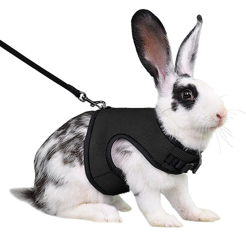 Harnais et laisse réglables pour lapin